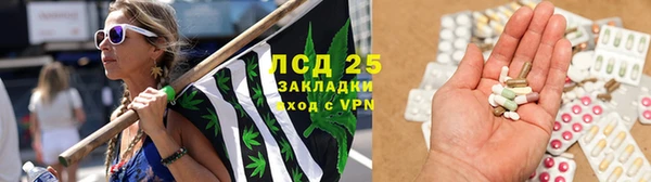 индика Ессентукская